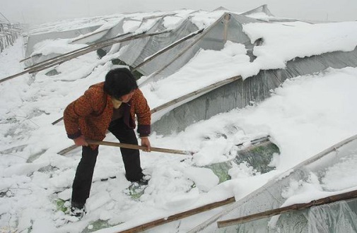 大雪壓垮鋼結(jié)構(gòu)廠房，眾多“二師兄”壯烈犧牲